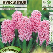 Hyacinth 'Anne Marie'